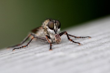 Raubfliege 4