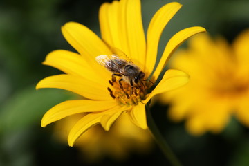 Biene in Blüte 1