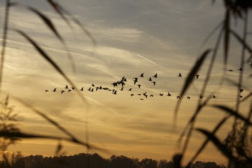 Vogelzug 5 © Marcus