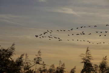 Vogelzug 3
