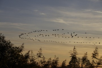 Vogelzug 1