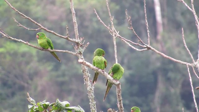 bunch of maritacas (Psittacara leucophthalma) on tree