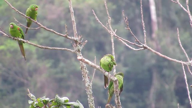 bunch of maritacas (Psittacara leucophthalma) on tree