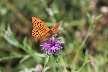 papillon orange