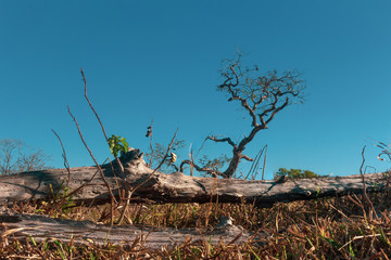 Final de Inverno no Cerrado