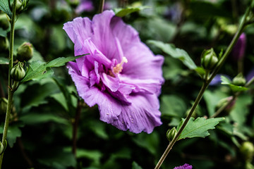 Fototapeta premium Pollen