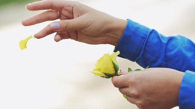 Female hands tearing off petals of a yellow rose. Slow motion.