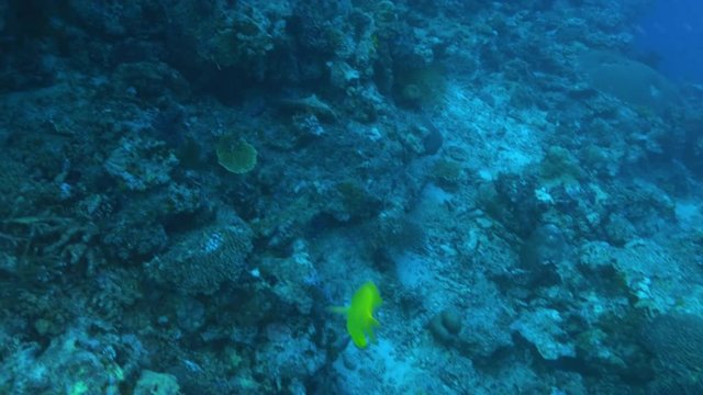 a golden damsel swimming at rainbow reef on the somosomo strait in fiji