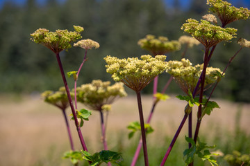 pacific northwest wildflowers in coastal oregon usa