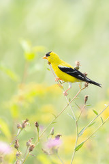 American Goldfinch