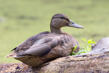 American Black Duck