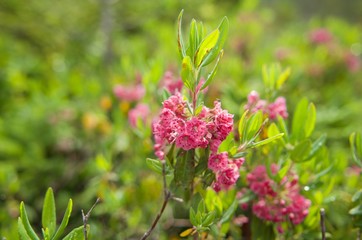 Sheep laurel