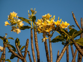 Frangipani flowers