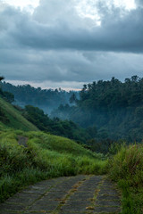 Fototapeta premium Misty Morning In The Trees (2)