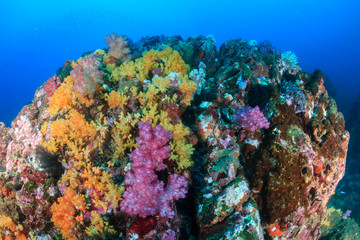 Fototapeta na wymiar Tropical fish swimming around a beautiful, brightly colored tropical coral reef
