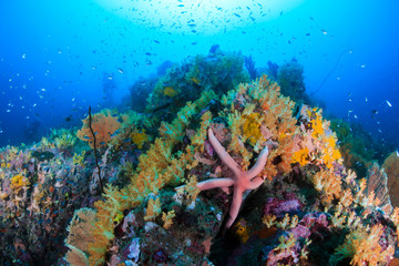 Fototapeta na wymiar Tropical fish swimming around a beautiful, brightly colored tropical coral reef