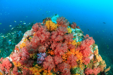 A vibrant and colorful tropical coral reef in the Mergui Archipelago, Myanmar