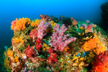 A vibrant and colorful tropical coral reef in the Mergui Archipelago, Myanmar