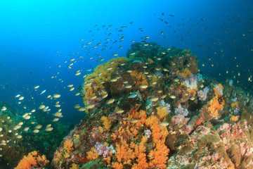 Plakat A beautiful, healthy, colorful tropical coral reef system