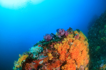 A beautiful, healthy, colorful tropical coral reef system