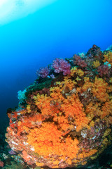 Fototapeta na wymiar A vibrant and colorful tropical coral reef in the Mergui Archipelago, Myanmar