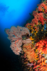 Fototapeta na wymiar Beautifully colored soft corals on a vertical wall on a tropical coral reef