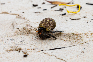 A hermit crab walking across a sandy beach