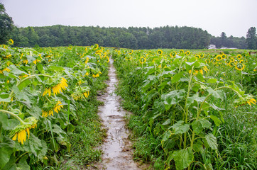 Fototapeta na wymiar Path through Sunflower field on rainy day