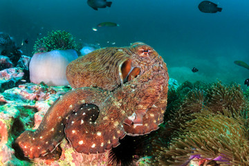 A large Octopus moving around on a dark, green, murky tropical coral reef