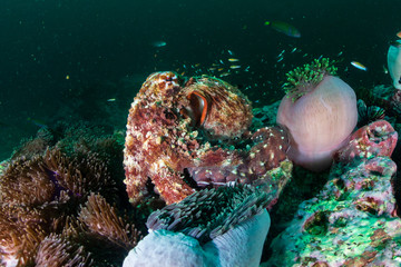 A large Octopus moving around on a dark, green, murky tropical coral reef