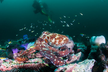 A large Octopus moving around on a dark, green, murky tropical coral reef