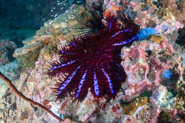 A destructive Crown of Thorns starfish feeding on hard corals on a dark, damaged tropical coral reef