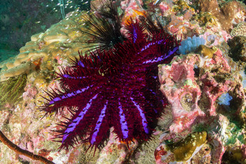 Naklejka na ściany i meble A destructive Crown of Thorns starfish feeding on hard corals on a dark, damaged tropical coral reef