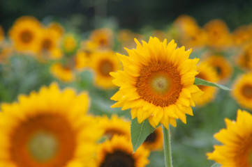 Obraz premium Sunflower in field