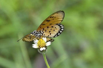 Fototapeta na wymiar a butterfly