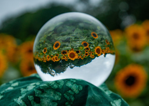 Sunflowers viewed through glass lens ball