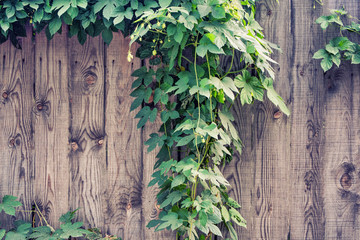 Climbing plants growing on wooden fence on summer spring day. Texture background.