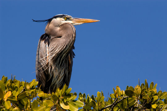 Great Blue Heron Nesting In Mangroves In Estero Bay, Florida. 