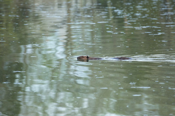 Beaver Swimming in a Lake