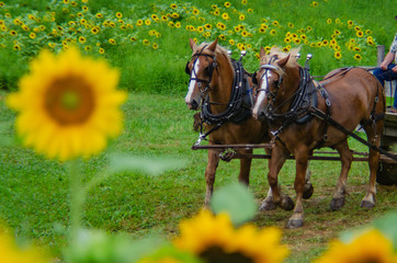 Work horses in the Sunflower Fields
