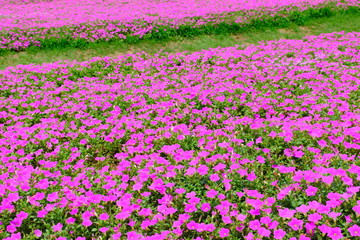 満開のペチュニア