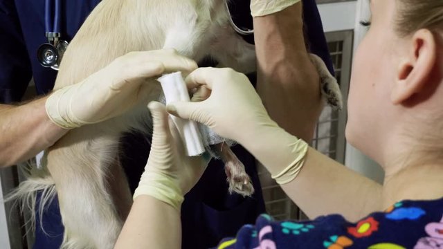 Two veterinary surgeons putting a dressing on broken paw of a chihuahua dog at animal hospital. 4K