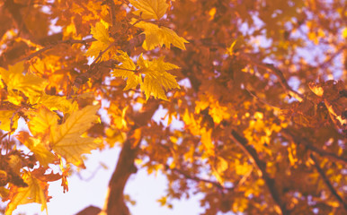 Naklejka na ściany i meble Autumn yellow leaves against blue sky; autumn forest background