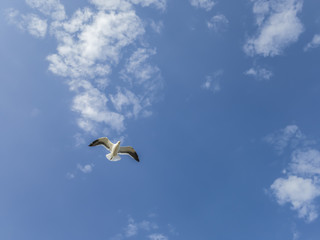 Pleasure to watch the solitary flight of the seagull, in blue sky and lit, on a bucolic walk, visiting Itaipu beach, in Niterói, Rio de Janeiro.