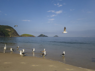 Fototapeta premium Pleasure to walk near the herons, on a bucolic stroll, on the beach of Itaipu, in Niterói city, Rio de Janeiro.