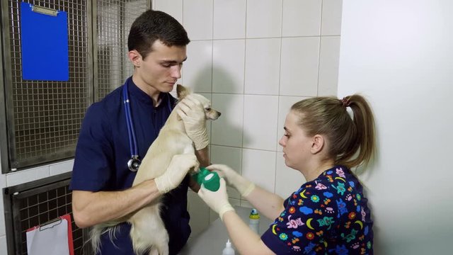 Two veterinarians putting a dressing on fractured leg of a chihuahua dog at veterinary clinic. 4K