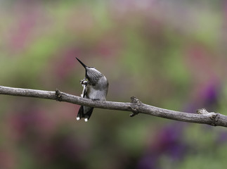 Scratching His Ear