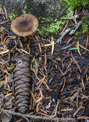 Mushroom and Spruce Cone