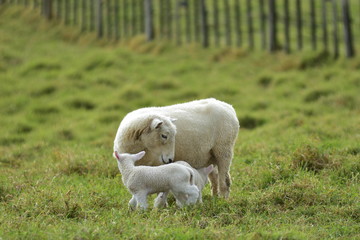 Fototapeta premium Mother sheep taking care of her two lambs on farmland with blurred wire fence on wooden posts in background.