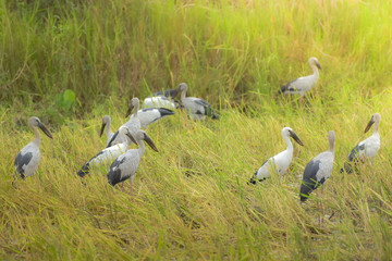  Egret in a green field.